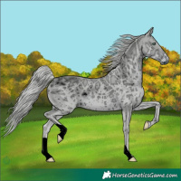 Horse Color:ERROR: UNKNOWN ANOMALY