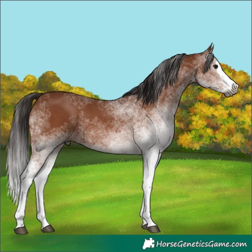 Horse Color:Gray White Spotted Bay Splash 