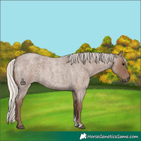 Horse Color:Silver Blue Roan Sabino