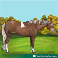 Horse Color:Gray Silver Black Pearl Tobiano