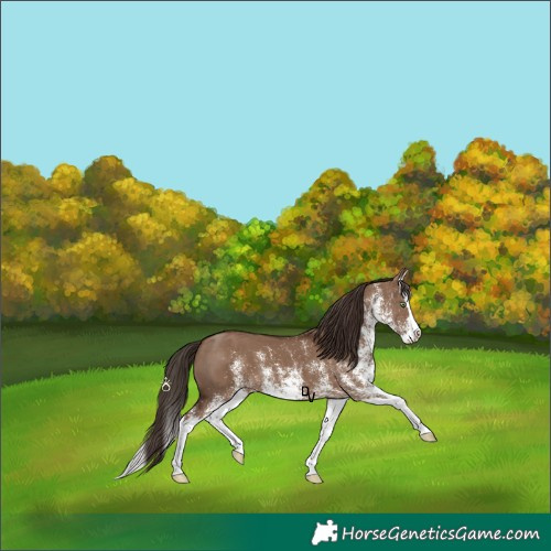 Horse Color:White Spotted Liver Red Dun Splash 