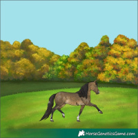 Horse Color:Buckskin Dun Sabino Rabicano