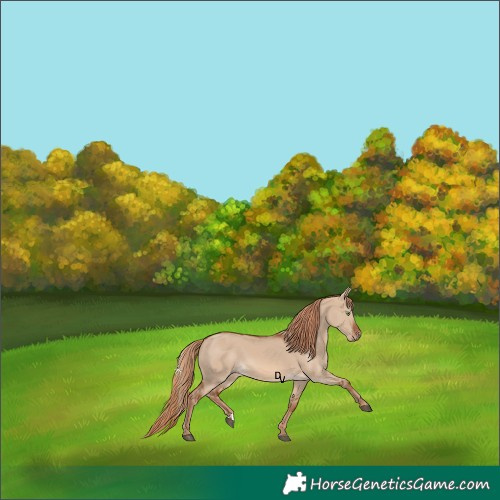 Horse Color:Red Dun 