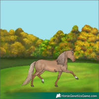 Horse Color:Red Dun 