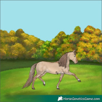 Horse Color:Red Dun 