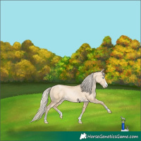 Horse Color:Palomino Pearl Dun Rabicano