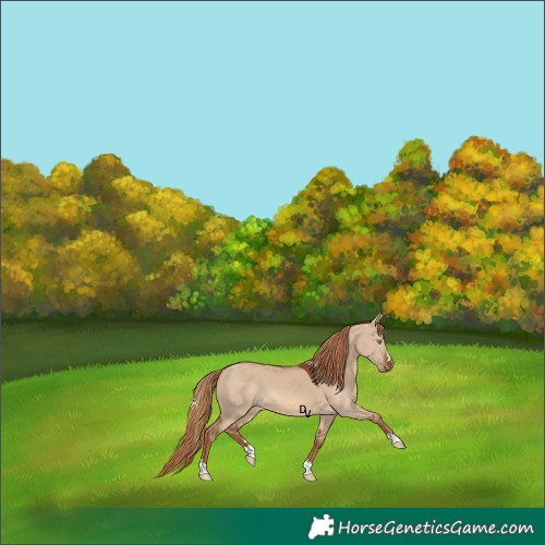 Horse Color:Red Dun 