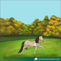 Horse Color:Bay Dun Tobiano Rabicano