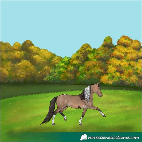 Horse Color:Bay Dun Tobiano 