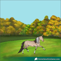 Horse Color:Bay Dun Tobiano