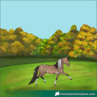 Horse Color:Bay Dun Tobiano