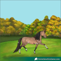 Horse Color:Bay Dun Tobiano Rabicano 