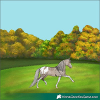 Horse Color:Silver Brown Dun Sabino Tobiano Appaloosa Rabicano 