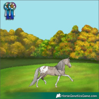 Horse Color:Silver Brown Dun Sabino Tobiano Appaloosa Rabicano