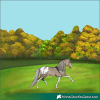 Horse Color:Silver Brown Dun Sabino Tobiano Appaloosa Rabicano 