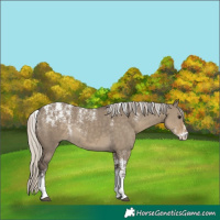 Horse Color:Powder White Silver Smoky Grullo 