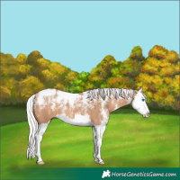 Horse Color:Powder White Silver Bay Dun Splash