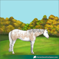 Horse Color:Powder White Silver Bay Dun Splash 