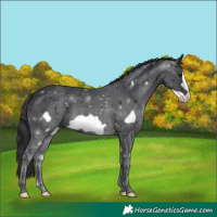 Horse Color:Black Frame 