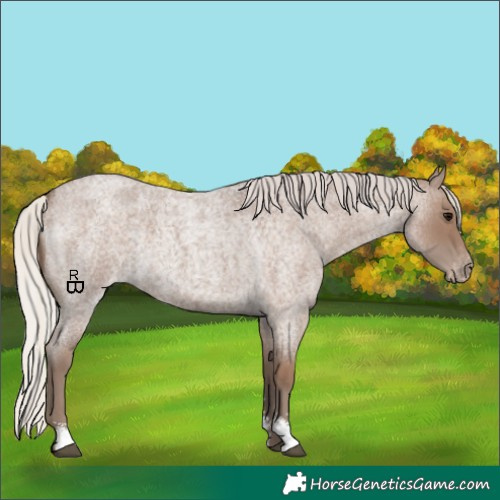 Horse Color:Silver Blue Roan Sabino Appaloosa 