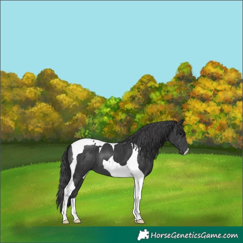 Horse Color:Black Tobiano 