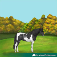 Horse Color:Black Tobiano