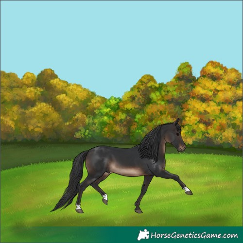 Horse Color:Brown 