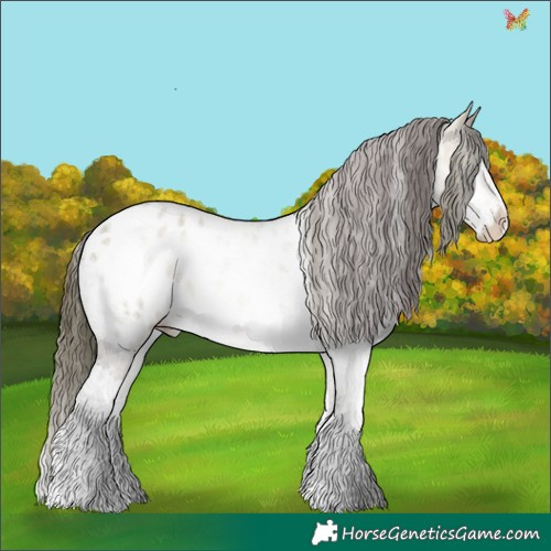 Horse Color:Powder White Brown Dun Splash Appaloosa