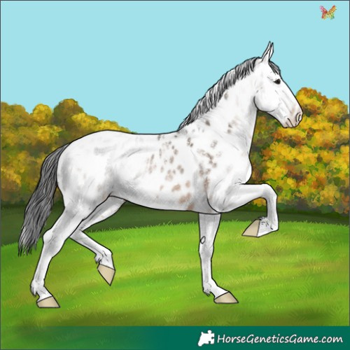 Horse Color:Powder White Brown Dun Splash Appaloosa Rabicano 