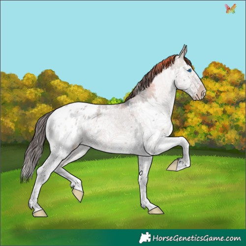 Horse Color:White Spotted Brown Dun Splash Appaloosa 