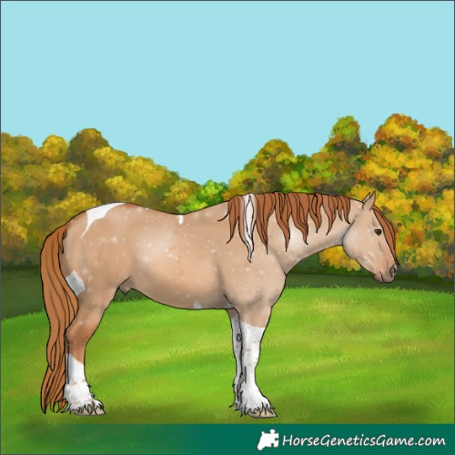Horse Color:Red Dun Tobiano