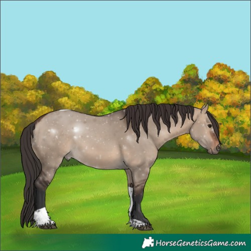 Horse Color:Brown Dun Tobiano 