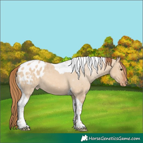 Horse Color:Red Dun Tobiano Blanket 