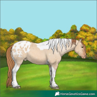 Horse Color:Red Dun Tobiano Blanket 