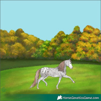 Horse Color:Liver Red Roan Sabino Splash Appaloosa 