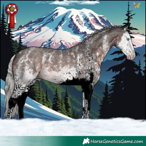 Horse Color:Silver Brown Sabino Splash 