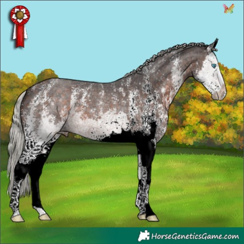 Horse Color:Silver Brown Sabino Splash 
