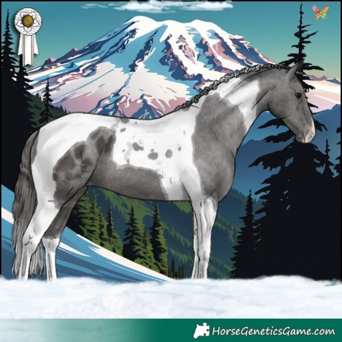 Horse Color:Black Tobiano Appaloosa 