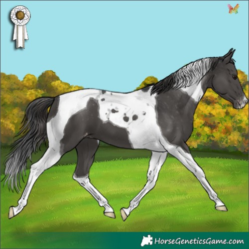 Horse Color:Black Tobiano Appaloosa 