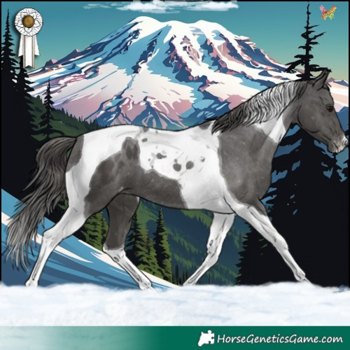 Horse Color:Black Tobiano Appaloosa 