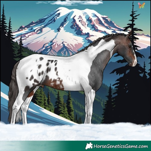 Horse Color:Brown Tobiano Varnish 