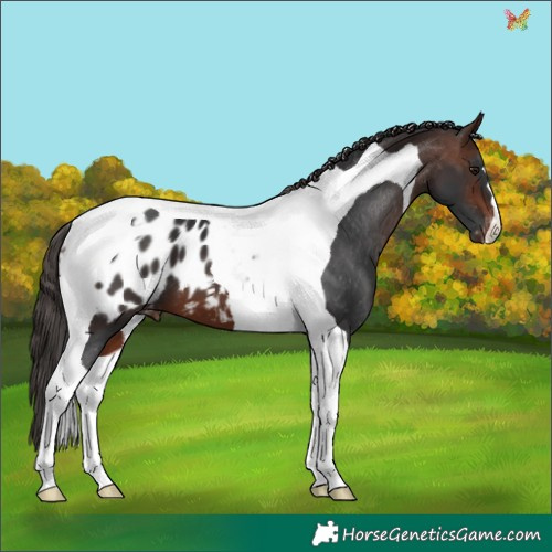 Horse Color:Brown Tobiano Appaloosa 