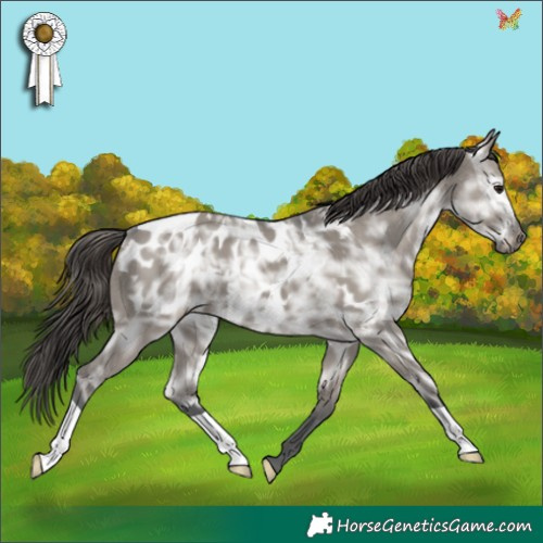 Horse Color:Grullo Ice Appaloosa