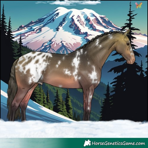 Horse Color:White Spotted Buckskin Blanket 