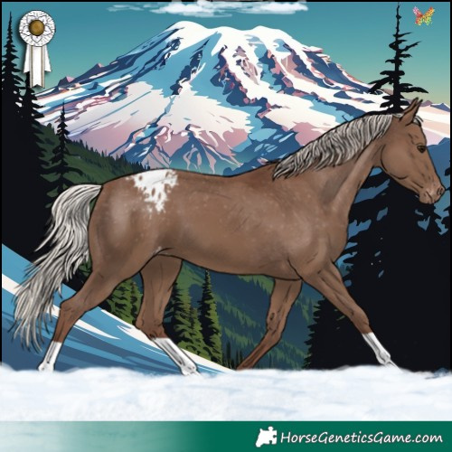 Horse Color:Silver Black Appaloosa 