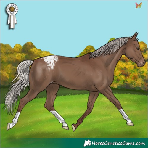 Horse Color:Silver Black Appaloosa 