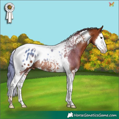 Horse Color:Chestnut Splash Tobiano Appaloosa Rabicano 