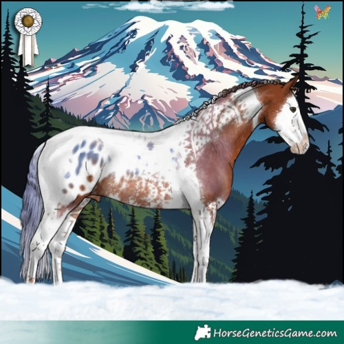 Horse Color:Chestnut Splash Tobiano Blanket Rabicano 