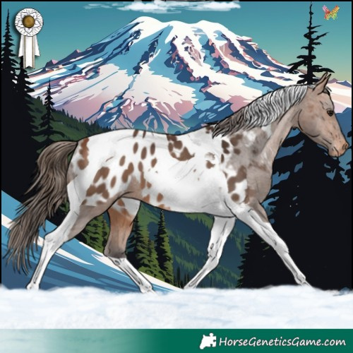 Horse Color:Bay Tobiano Blanket 