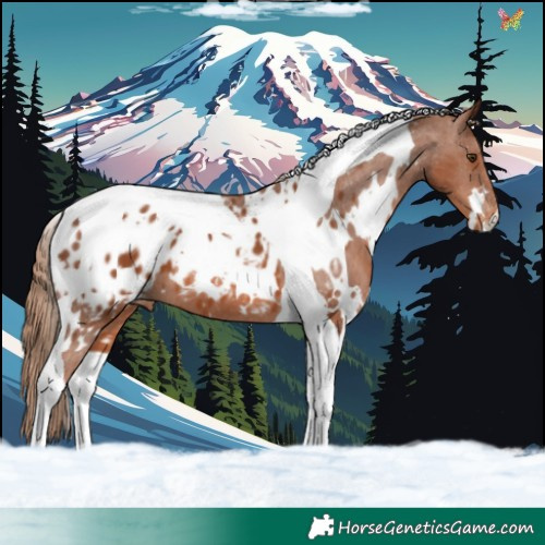 Horse Color:White Spotted Chestnut Tobiano Appaloosa 